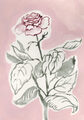 Image Not Available